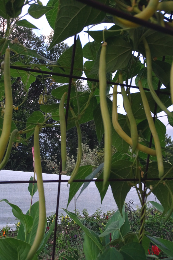 Del Oro bush bean
